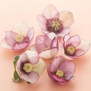 特価品 クリスマスローズ開花株 半八重〜八重咲き フルーツドロップ