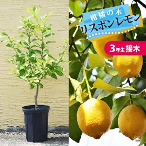 マイヤーレモン】 5年生接木苗 大苗 レモン ※納期指定:発送予定