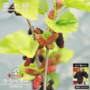 マルベリー USA No13 ポット苗 桑 果樹 果樹苗 : 苗木部 花ひろば