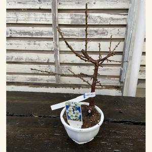 現品】花梅盆栽 見驚（けんきょう）6号プラ鉢 : 植物・園芸専門店 花育