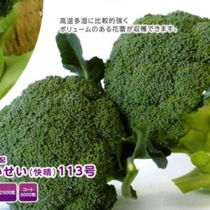 SK9-099 ブロッコリー種子 ペレット5000粒 【野菜種子】【サカタのタネ
