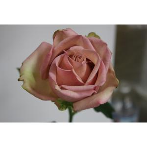 バラ苗 フロウトワ4号 今井清作出 切り花品種接ぎ木（植え替えず11