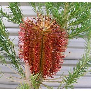 バンクシア エリシフォーリア（ヒースバンクシア） 5寸鉢植え : 日本