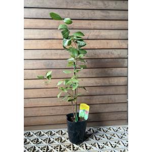 フェイジョア(実生苗・雑種）7号鉢植え1本立・鉢底から高さ75〜80cm位