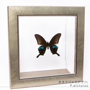昆虫標本 蝶の標本 アオメガネアゲハ メタリック調ライトフレーム