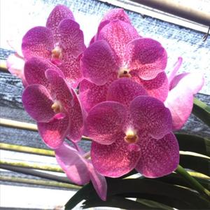 洋ラン 観葉植物：バンダ ブルー ピンク*翡翠蘭 ひすいらん 板付け