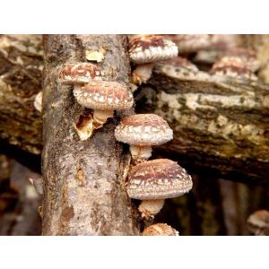 きのこ種駒】キノックス 中低温種「しいたけS32号」種駒 500駒入り