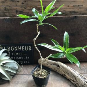 鉢花 観葉植物：フィリカ プベッセンス ワフトフェザー ハイドラ*7号