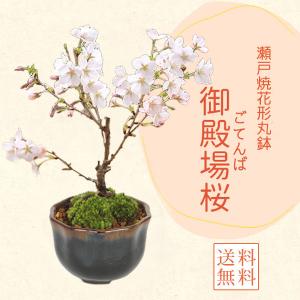 盆栽：しだれ桜(富士桜）深鉢*＜2026年春開花予定＞ bonsai : 遊恵盆栽