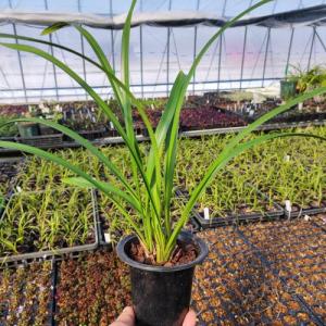 キンリョウヘン 金稜辺 花芽付き 原種系 赤花 花芽2芽 4号ポット苗 令