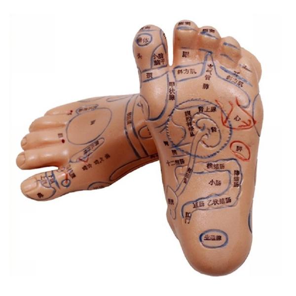 2個セット 足つぼ 模型 足つぼマッサージ 体系的に覚える ツボグッズ