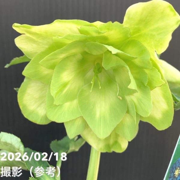 一点物】曽田園芸 クリスマスローズ 4号 ピコ利休 SO1｜山野04-PA