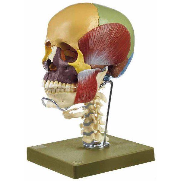 ソムソ社 頭蓋骨分解模型（14分解、色分 頸椎 ＋ 咀嚼筋付