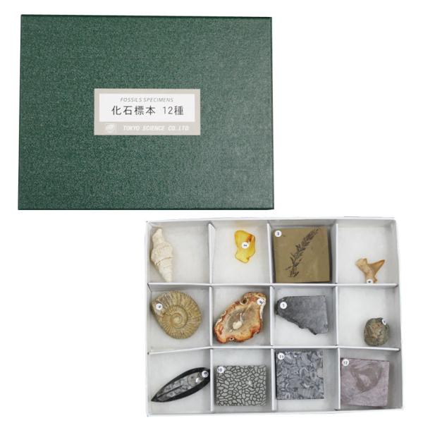 いろんな化石 セット 古代生物 標本 研究 コレクション いろんな化石