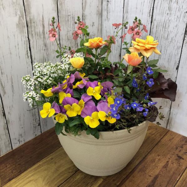 寄せ植え よせうえ 春の寄植え 春の花 春 の 寄せ植え ギフト 送料込