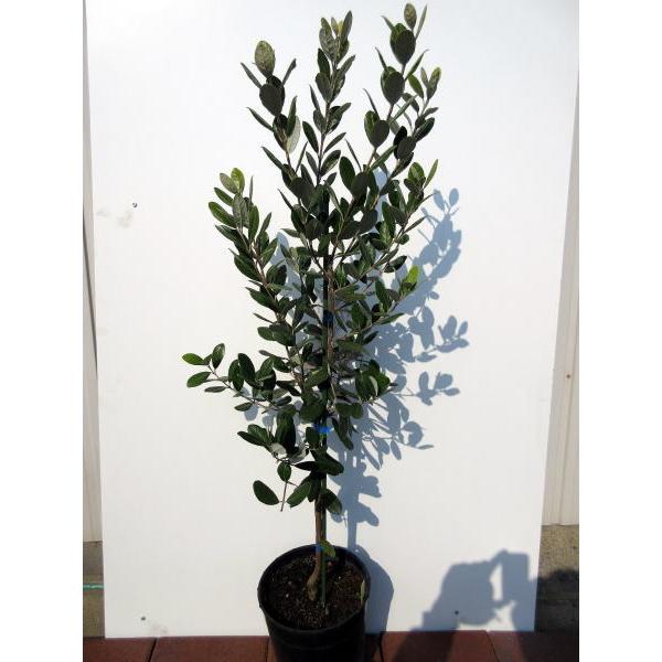 超逸品。フェイジョア株立ち1.6M(鉢底から)品番A 超逸品。フェイジョア