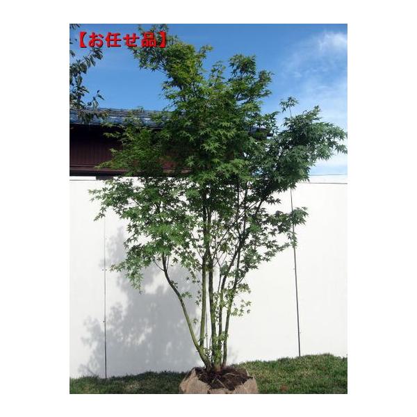 イロハモミジ 本株立ち 樹高2.0m前後(根鉢含まず） 苗木 苗 紅葉 雑木