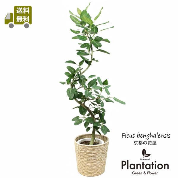 送料無料 観葉植物 フィカス ベンガレンシス幹曲り10号 立札