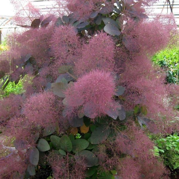 花木 庭木の苗 スモークツリー グレース7号ポット : 園芸ネット - 通販