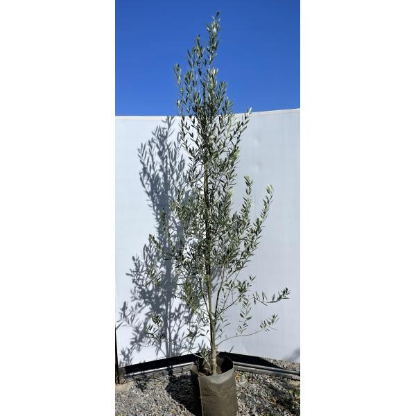 綺麗な葉色 オリーブの木 植え替え済 シプレッシーノ 200cm❗ 大型12号