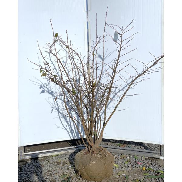 【夏櫨/落葉樹/果樹苗】403371 大株　ナツハゼ　約:130cm