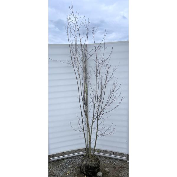 ヤマボウシ 株立ち 約2.5m 現品発送 超特大株 植木苗木大苗 山法師