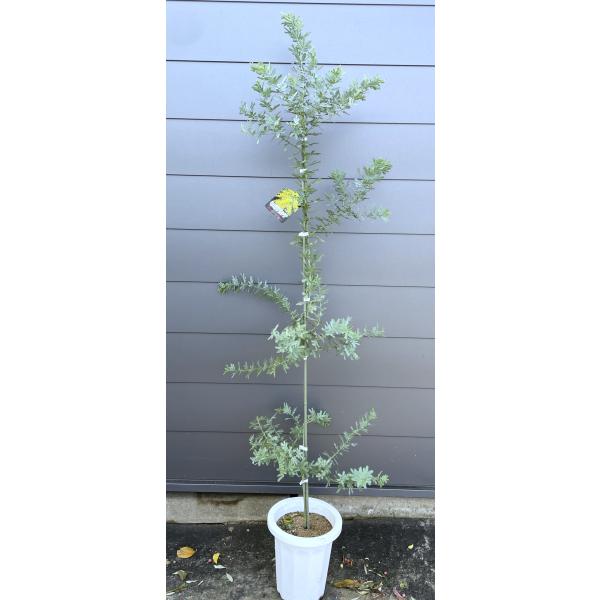 銀葉アカシア　チャッピーさま専用