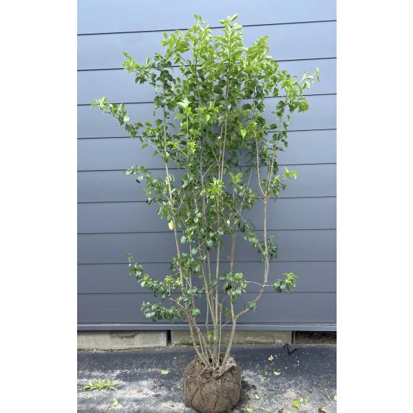 ◆ソヨゴ◆常緑樹◆複数株立◆雌株◆赤い実いっぱい‼️◆①