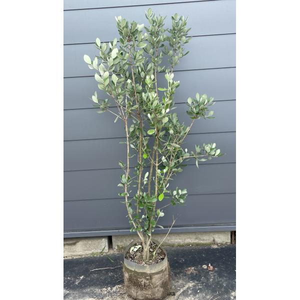 フェイジョア 株立ち 約1.5m 現品発送 植木 苗木 大苗 常緑樹 シンボル