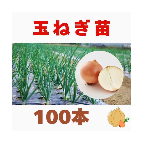 玉ねぎ苗 玉葱苗 タマネギ苗 2026年春 家庭菜園 初心者向け 育てやすい
