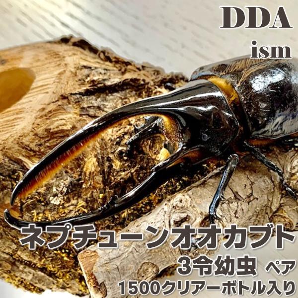 ネプチューンオオカブト 3令幼虫 ♂♀ ペア (1500クリアーボトル入り+