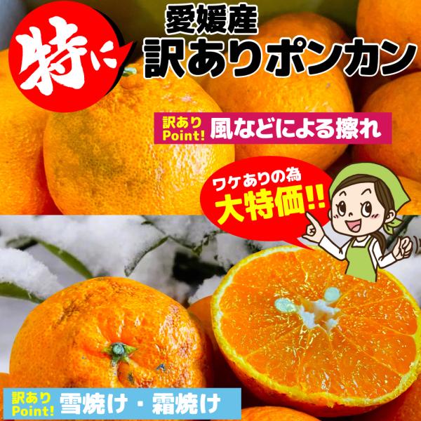 fruit-sunny_s-tokupon-3