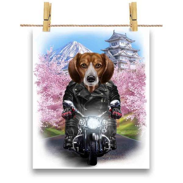 foxrepublic_postcard-dog-bgl-32