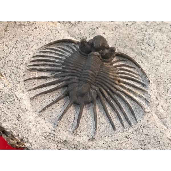 fossils-store_pg6na0mgnv