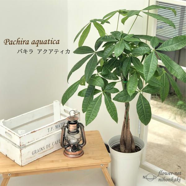日本花キ流通 観葉植物 パキラ アクアティカ 編み込み 6号鉢 送料無料