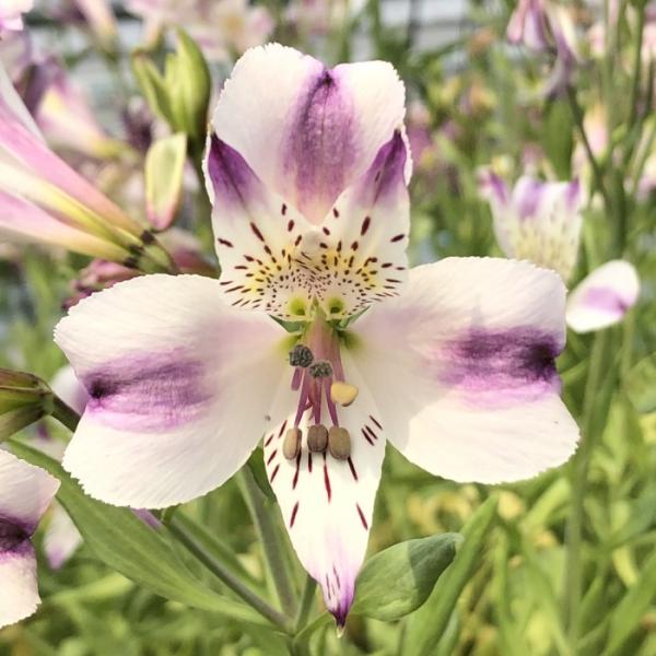 flower-net_z210602134