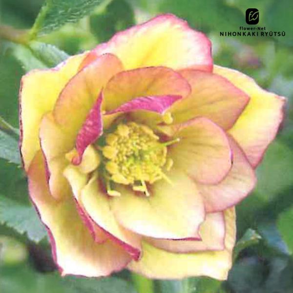 クリスマスローズ苗 ダブル イエローピコティ 杉山交配 9cmポット