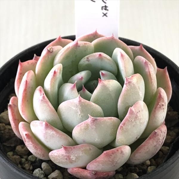 多肉植物 TYエケベリア ラウリンゼ×エンシノ TYさん苗 送料無料