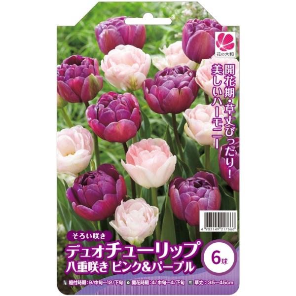 ♡大充実株♡ DDピンクリバーシカップ咲き多花 flower-net_z230702025