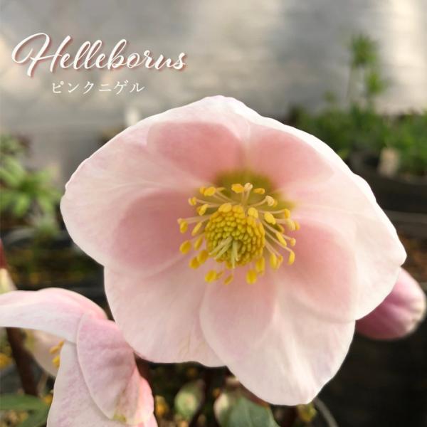 flower-net_z231214101