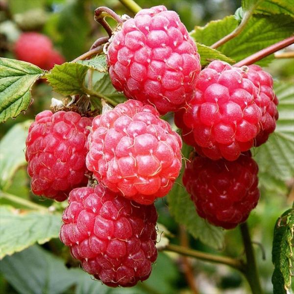 日本花キ流通 予約販売 ラズベリー 苗 グレンアンプル 9cmポット トゲ