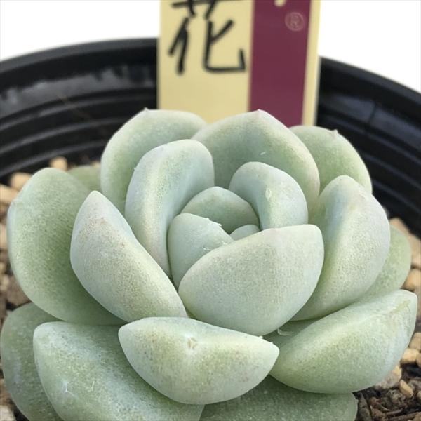 多肉植物 oriミックスベリア No.017 雲の花 おらいさん苗 送料無料