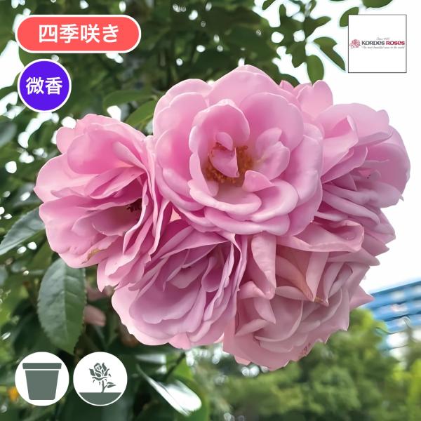 komatsugarden-store_22-s26-kei