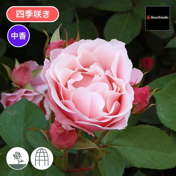 komatsugarden-store_14-o26-rosa