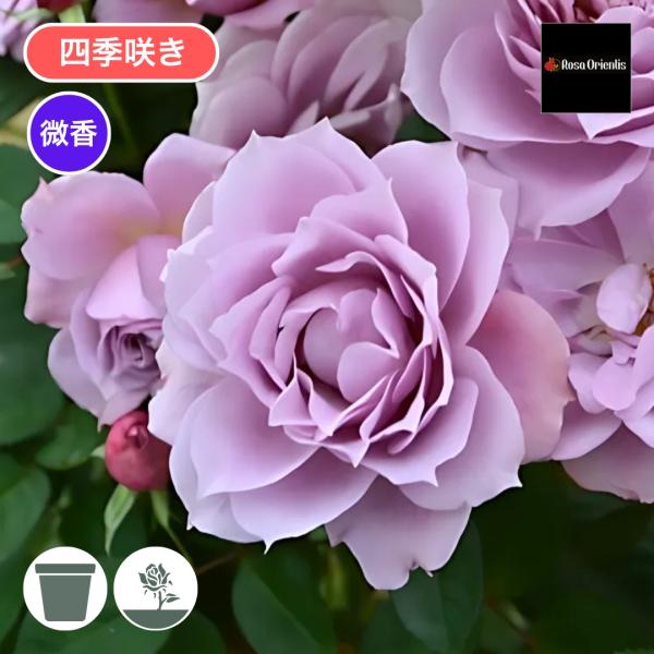 komatsugarden-store_25-o26-rosa