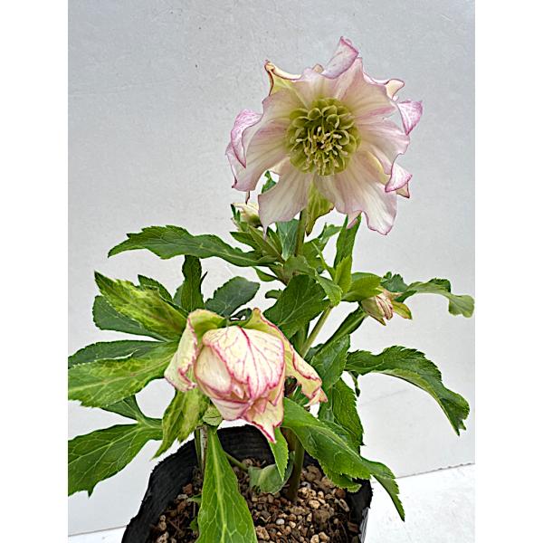 K.様ご検討苗㉖-287クリスマスローズ K.様ご購入苗㉖-26㉖-27