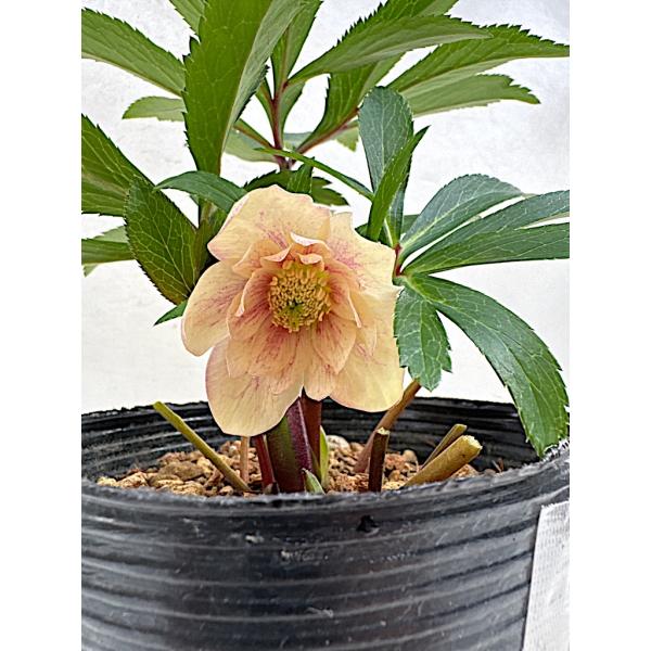 たんたんBwg026 クリスマスローズ 小苗 セット クリスマスローズ 開花