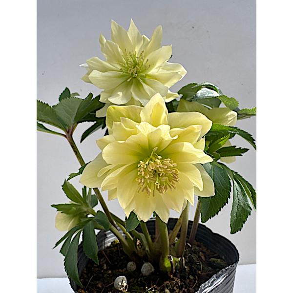 クリスマスローズ 開花苗 029 レモンイエロー上向き咲き : 花郷園