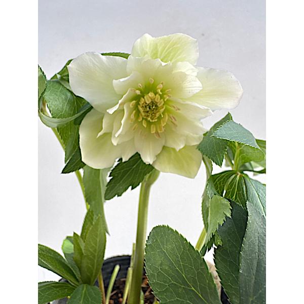 クリスマスローズ 開花苗 032 ホワイトダブル : 花郷園 KAGOEN NURSERY