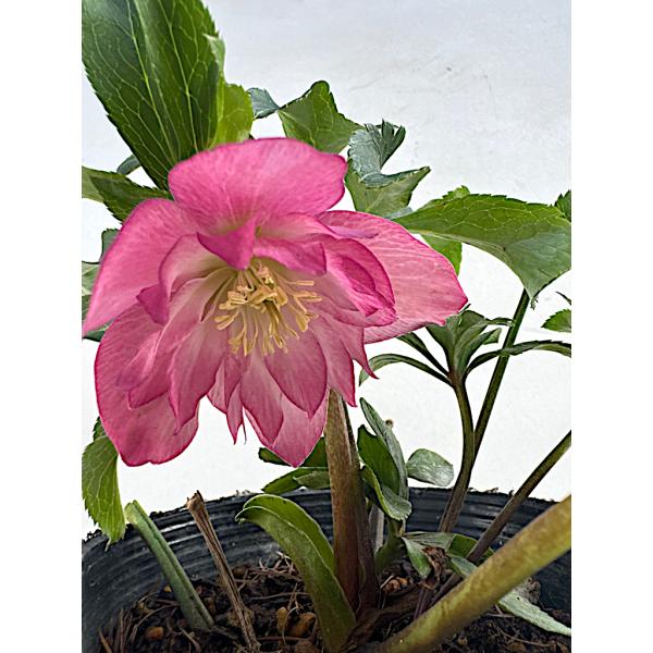 クリスマスローズ 開花苗 035 キャンディーピンク : 花郷園 KAGOEN